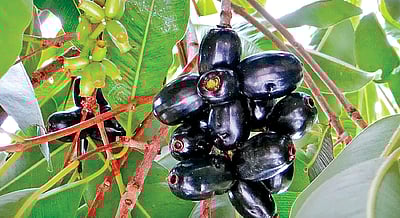 நாவல் கனி