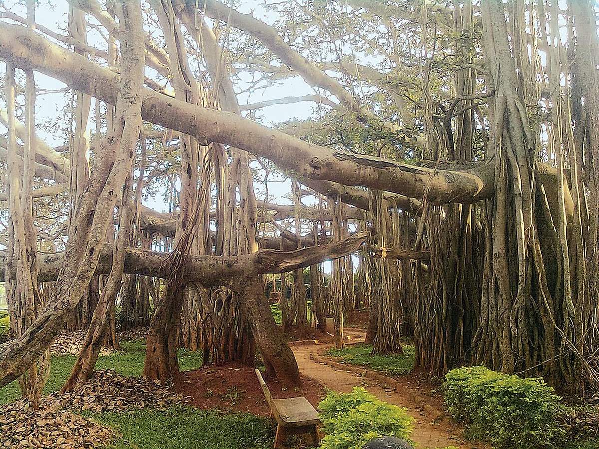 அற்புதங்கள் நிகழ்த்தும் ஆலமரம்...