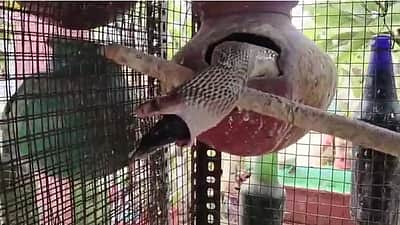 பறவைக் கூண்டுக்குள் புகுந்த  நாகப் பாம்பு! 3 பறவைகளை விழுங்கியது!