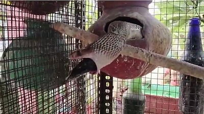 பறவைக் கூண்டுக்குள் புகுந்த  நாகப் பாம்பு! 3 பறவைகளை விழுங்கியது!