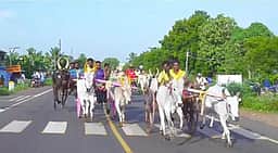 சிவகங்கையில் மாட்டு வண்டிப் பந்தயம்