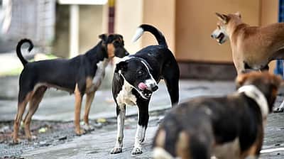 தில்லியில் தெரு நாய் கடித்ததில் ஜப்பான், கென்யா பயிற்சியாளர்கள் படுகாயம்! 