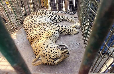 நாசிக்: சிறுத்தை தாக்கியதில் விவசாயி பலி! அவருடன் கிணற்றில் விழுந்த சிறுத்தையும் இறந்தது!