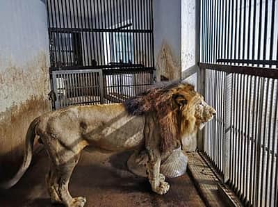 இரு நாள்களுக்குப் பிறகு
கூண்டுக்கு திரும்பியது வண்டலூா் சிங்கம்