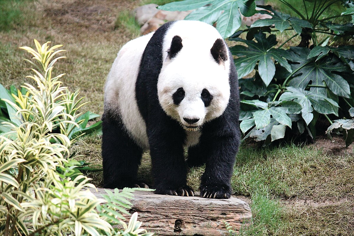 பார்வையாளர்களைக் கவரும் பாண்டா! 