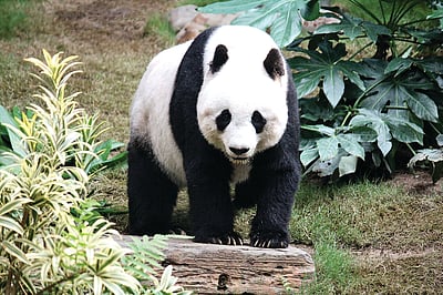 பார்வையாளர்களைக் கவரும் பாண்டா! 