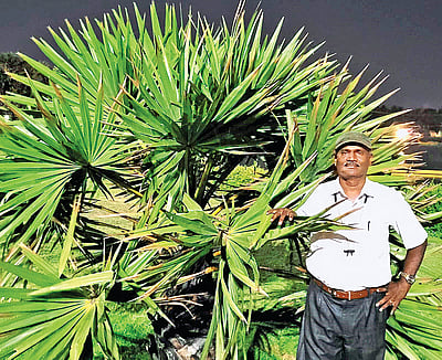 பாரம்பரியத்தைப் பறைசாற்ற பனை விதை நடவு!