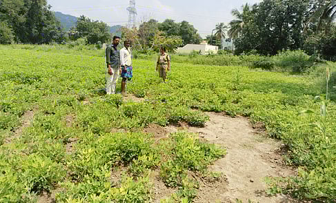 நிலக்கடலை பயிரை சேதப்படுத்திய காட்டுப் பன்றிகள்