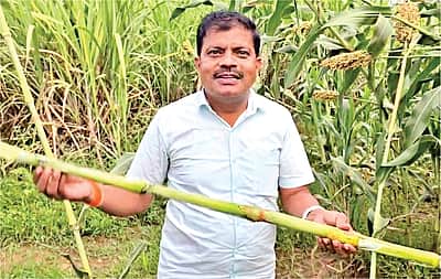 சோளத்தண்டிலிருந்து வெல்லம்!