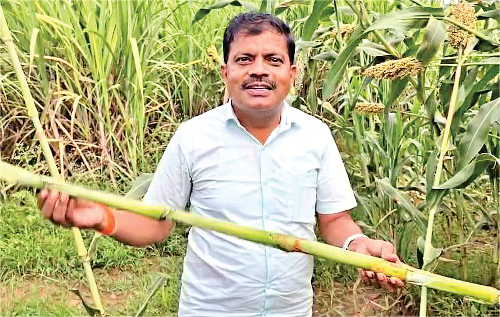 சோளத்தண்டிலிருந்து வெல்லம்!