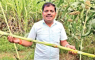 சோளத்தண்டிலிருந்து வெல்லம்!