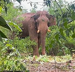வனவிலங்குகள் கிராம பகுதிக்குள் 
நுழைவதை தடுக்க நடவடிக்கை எடுக்க வலியுறுத்தல்