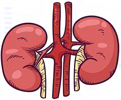 ஆயுள் காக்கும் ஆயுர்வேதம்: சிறுநீரகச் செயல்திறனை வலுவூட்ட வழி என்ன? 