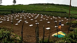 உரிமம் பெறாமல் விதைகளை விற்றால் கடும் நடவடிக்கை