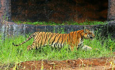 புலிக்குட்டிகளுடன் கிராமத்தில் உலவிய பெண் புலியை யானைகள் உதவியுடன் பிடித்த வனத்துறை!