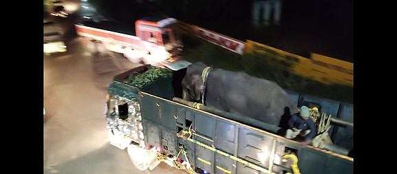 கூடலூரிலிருந்து கொண்டு வரப்பட்டு கோதையாறு வனப்பகுதியில் விடப்பட்ட காட்டு யானை