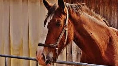 கால்நடைக் கண்காட்சி! ரூ. 15 கோடி குதிரை, ரூ. 25 கோடி எருமை!