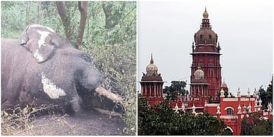 வெள்ளியங்கிரி கோயிலுக்குள் நுழைந்த யானை இறந்தது எப்படி?: சென்னை உயர்நீதிமன்றம் கேள்வி