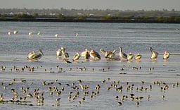 தமிழகத்தில் ஒருங்கிணைந்த நிலப்பறவைகள் கணக்கெடுப்பு : இன்று தொடக்கம்