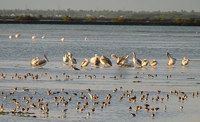 தமிழகத்தில் ஒருங்கிணைந்த நிலப்பறவைகள் கணக்கெடுப்பு : இன்று தொடக்கம்