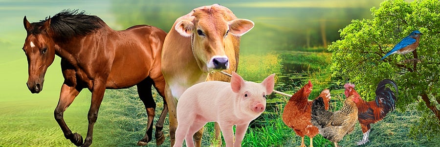 தமிழ்நாடு விலங்குகள் நல வாரியத்தில் வேலை வேண்டுமா?: உடனே விண்ணப்பிக்கவும்! 