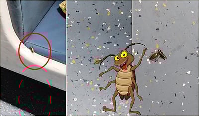 கரப்பான் பூச்சி எக்ஸ்பிரஸ்!