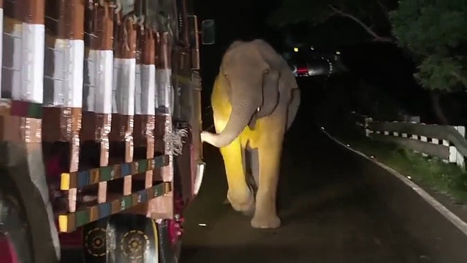 வாகனங்களை வழிமறித்து கரும்பு தேடிய யானை