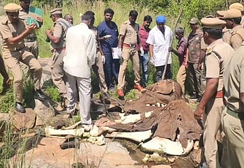 போ்ணாம்பட்டு அருகே மா்மமான முறையில் இறந்த யானையின் எலும்புக்கூடு கண்டெடுப்பு