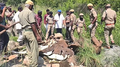 வேலூர்: மலைப் பகுதியில் யானையின் எலும்புக்கூடு கண்டுபிடிப்பு 