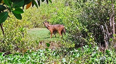 தில்லி உயிரியல் பூங்காவிற்கு மீண்டும் திரும்பிய நரிகள்!  