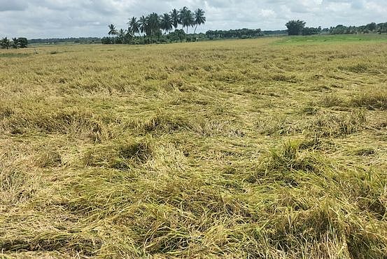 மழையால் பாதிக்கப்பட்ட குறுவை பயிா்களில் மகசூல் இழப்பு:  ஏக்கருக்கு ரூ. 30 ஆயிரம் 
இழப்பீடு வழங்கக் கோரிக்கை