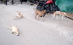 பழனியில் தெரு நாய் கடித்ததில் 7 போ் காயம்