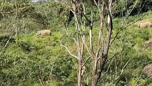 மாஞ்சோலை வனப்பகுதியில் சுற்றித் திரியும் யானைகள்.