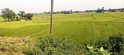 கோடை வெப்பத்திலிருந்து பயிா்களைக் காக்க வேளாண் துறை யோசனை