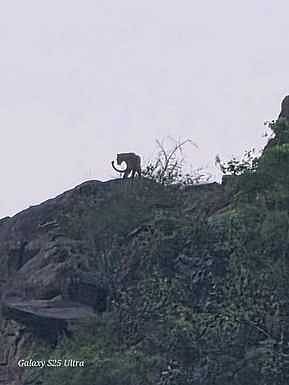 ஆட்டை அடித்துக் கொன்ற சிறுத்தை! கூண்டுவைத்து பிடிக்க மக்கள் கோரிக்கை!