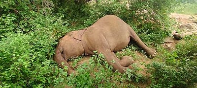 ஒடிசாவில் 18 மாதங்களில் 136 யானைகள் மரணம்: வனத்துறை அமைச்சர் தகவல்!