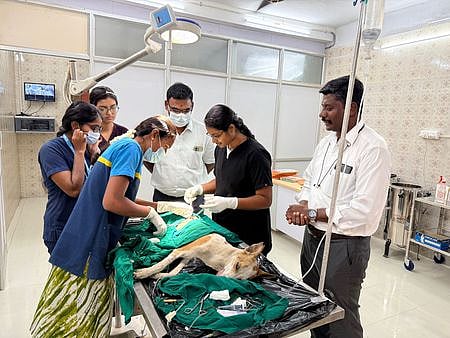 தருமபுரியில் தெருநாய்களைப் பிடிக்கும் பணி தீவிரம்: 4 நாளில் 61 நாய்களுக்கு கருத்தடை சிகிச்சை