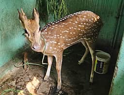 தெருநாய்களுக்கு அஞ்சி தோட்டத்தில் தவித்த புள்ளி மான் மீட்பு