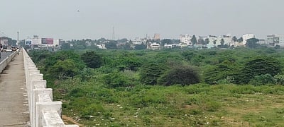 பாலாற்றின் நீரோட்டத்தை பாதிக்கும் சீமைக் கருவேல மரங்களை அகற்றக் கோரிக்கை!