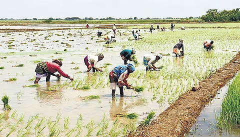 சம்பா நெற்பயிா் காப்பீடு:
நவ.30 வரை அவகாசம் நீட்டிப்பு