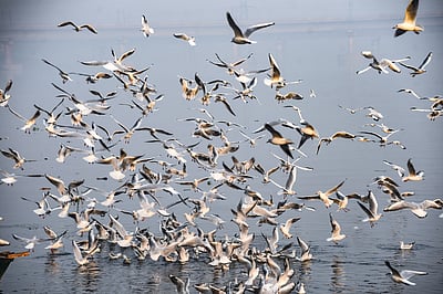 யமுனை நதியின் மீது வட்டமிடும் புறாக்கள் - புகைப்படங்கள்