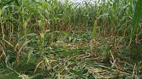 வேப்பூரில் காட்டுப் பன்றிகளால் பயிா்கள் சேதம்: விவசாயிகள் கவலை