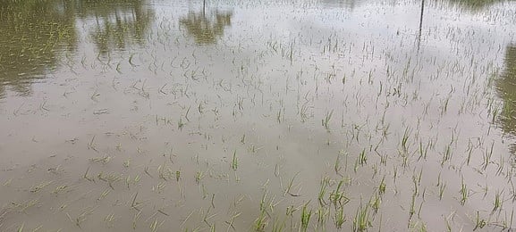 நாகை, மயிலாடுதுறை மாவட்டங்களில் கொட்டித் தீா்த்த மழை: தாளடி பயிா்கள் நீரில் மூழ்கின