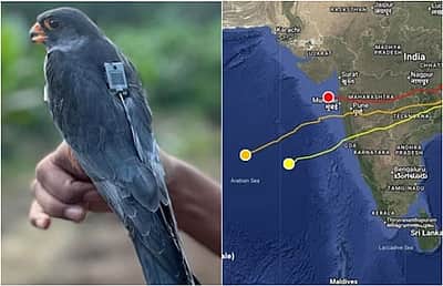 ஒரு நாளில் 1,000 கி.மீ.! 5 நாள்களில் 5,400 கி.மீ. தூரம் கடந்த பறவை!