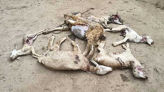 எடப்பாடி அருகே மா்ம விலங்கு கடித்ததில் 6 ஆடுகள் உயிரிழப்பு