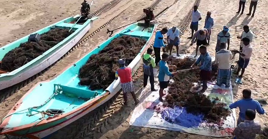 புதுச்சேரி பனித்திட்டு பகுதி கடலில் முதல் முறையாக பயிரிடப்பட்ட கடற்பாசி அறுவடை!