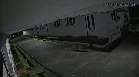 குன்னூரில் சிறுத்தை நடமாட்டம்