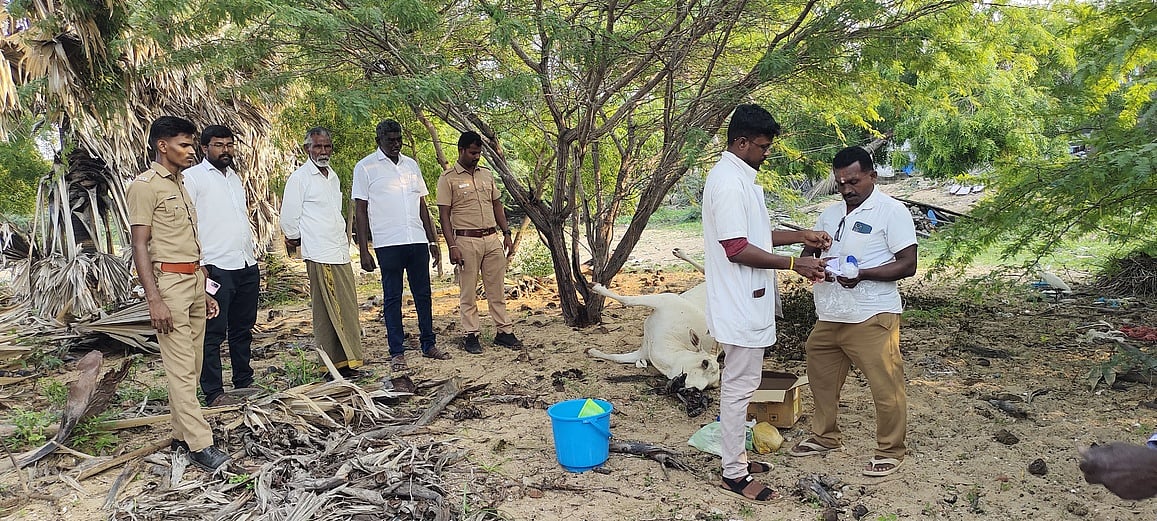 உடன்குடி அருகே 7 மாடுகள் உயிரிழப்பு: போலீஸாா் விசாரணை