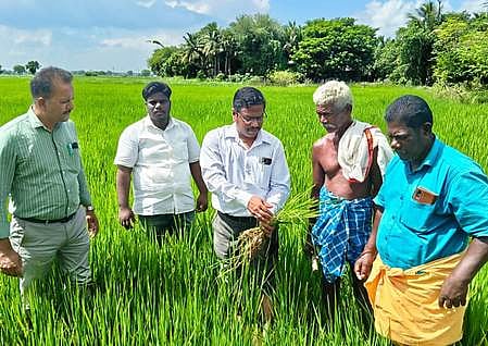 சம்பா நெற் பயிா்களைத் தாக்கும்
ஆனைக்கொம்பன் ஈயை கட்டுப்படுத்தும் வழிமுறைகள்!