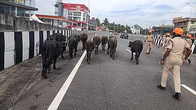 இறுதிச் சடங்கில் துயரம்! நாய் கடித்து இறந்த மாட்டின் பாலில், தயிர் பச்சடி! 200 பேருக்கு ரேபிஸ் அபாயம்?